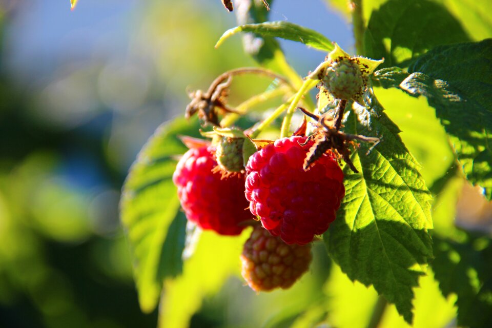 Berries fruits nature