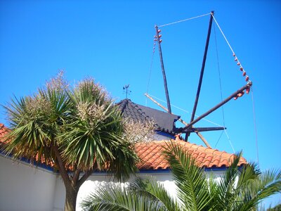 Portugal garden yucca