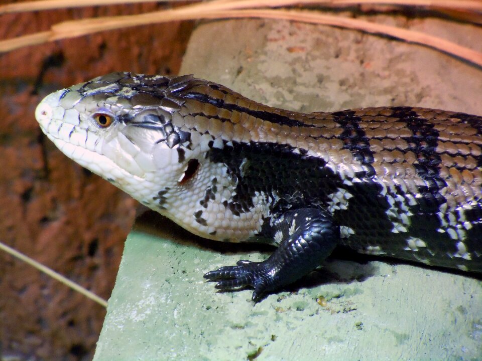 Iguana lizard exotic