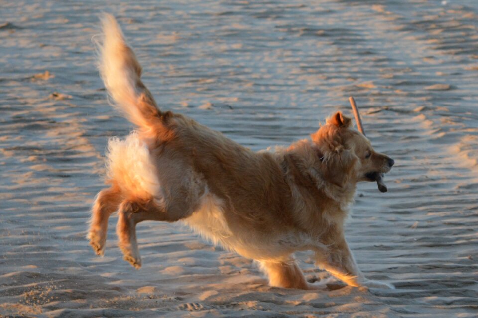 Animals beach animal