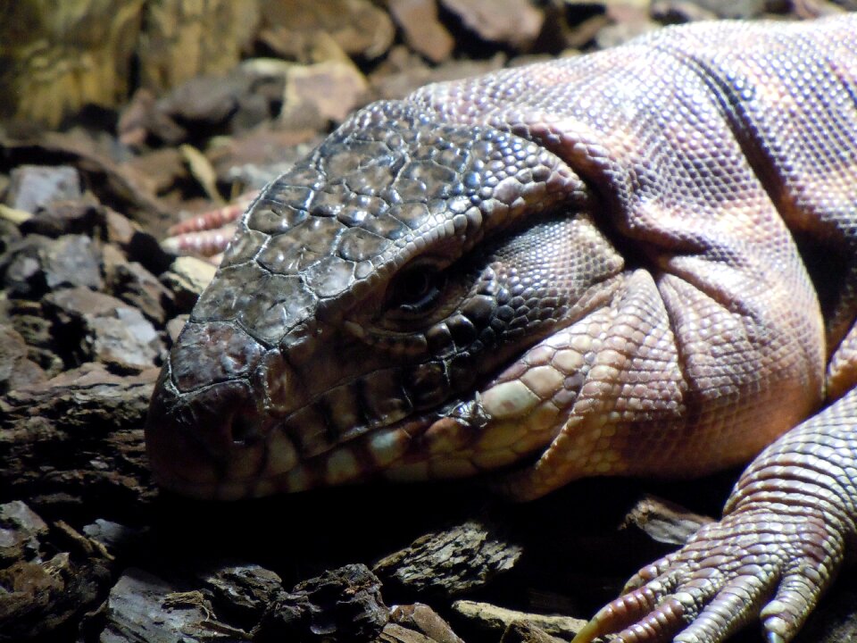 Iguana lizard exotic