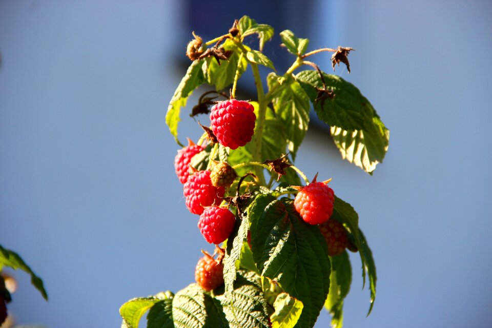 Fruits vitamins healthy