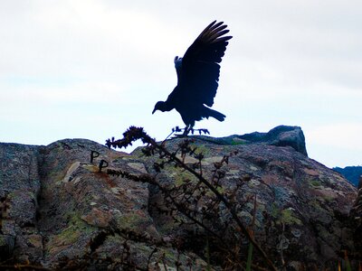 Vulture black bird forest