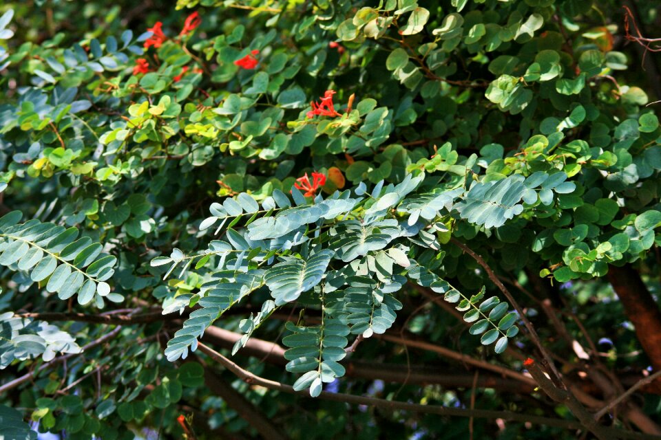 Green flowers orange
