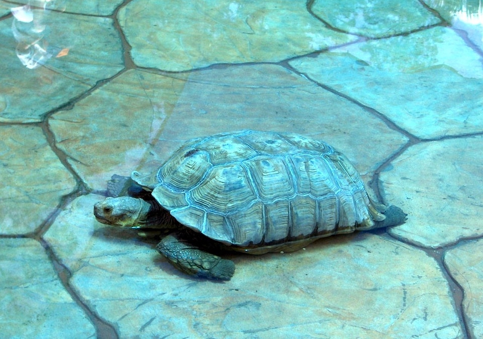 Animals aquatic marine