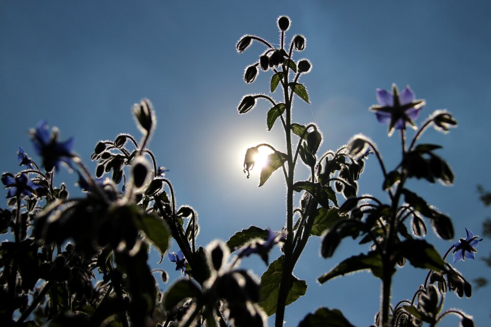 Nature flowers flowering stems