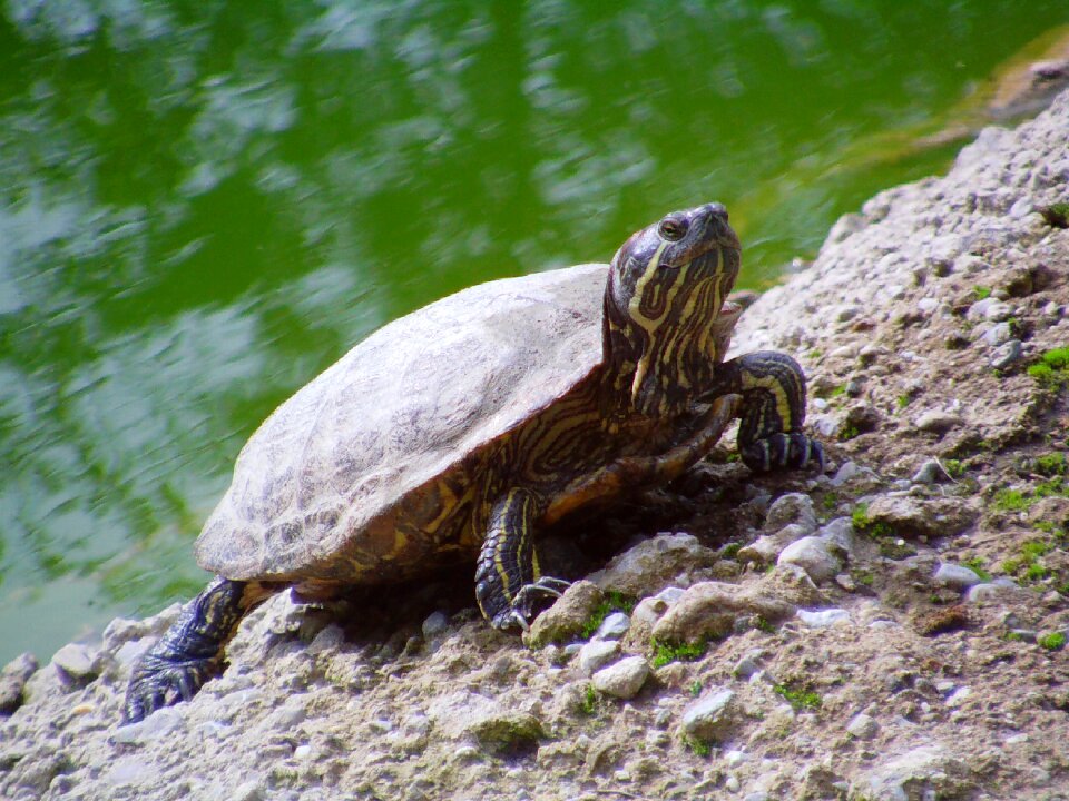 Turtle zoo water creature