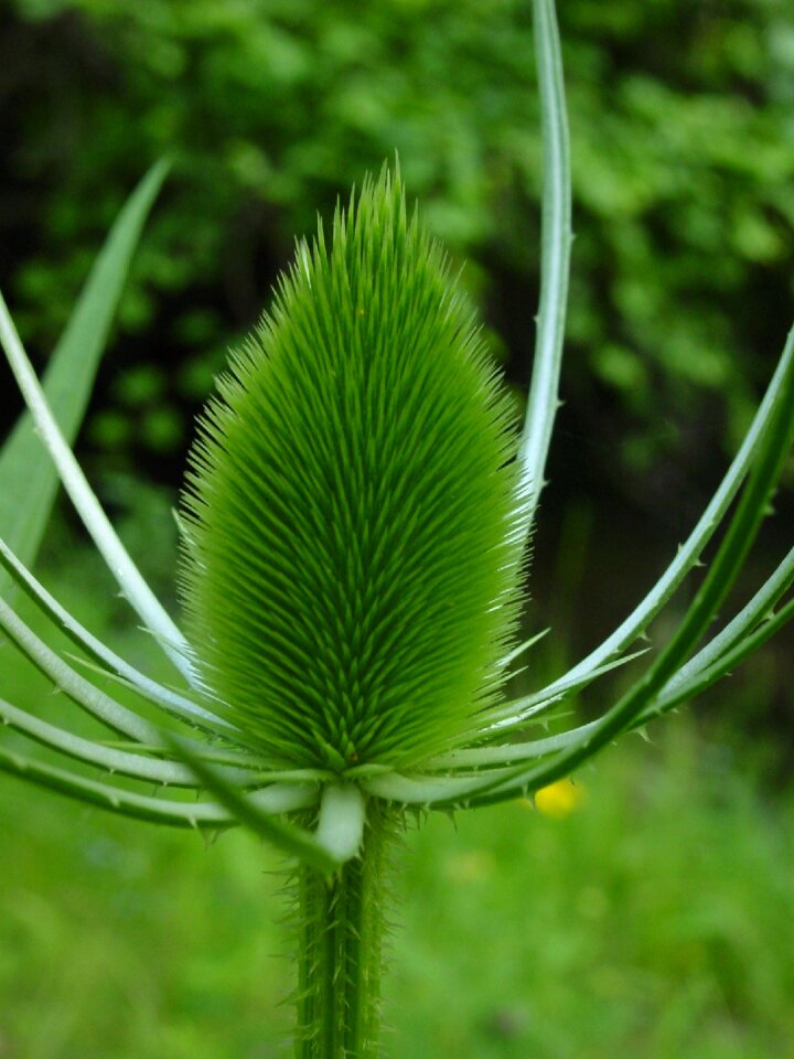 Prickly pointy spiny
