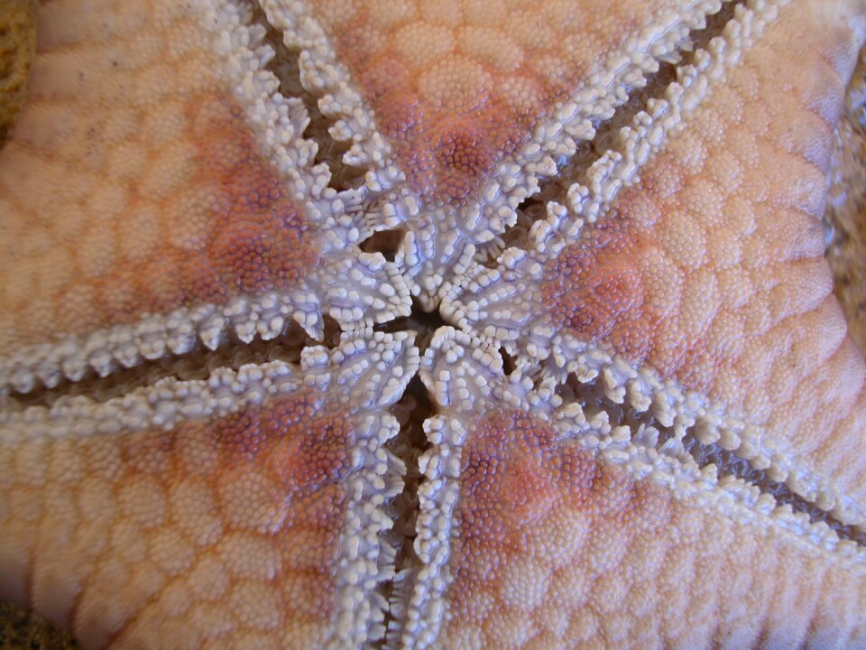 Close-up sea-life sea animal