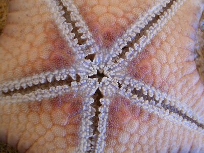 Close-up sea-life sea animal photo