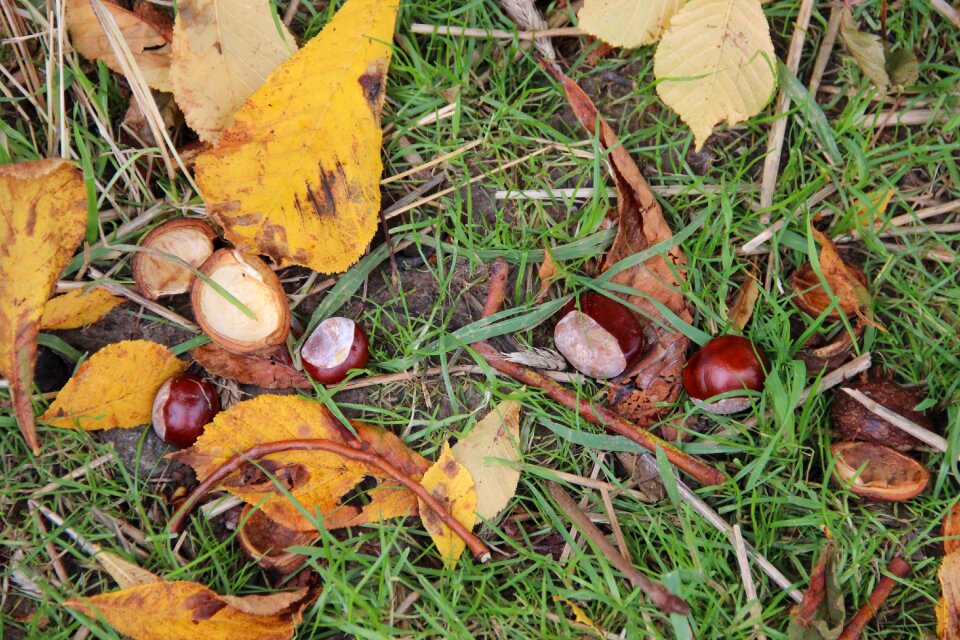 Autumn chestnut leaves leaves