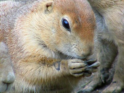 Gnaw food nut