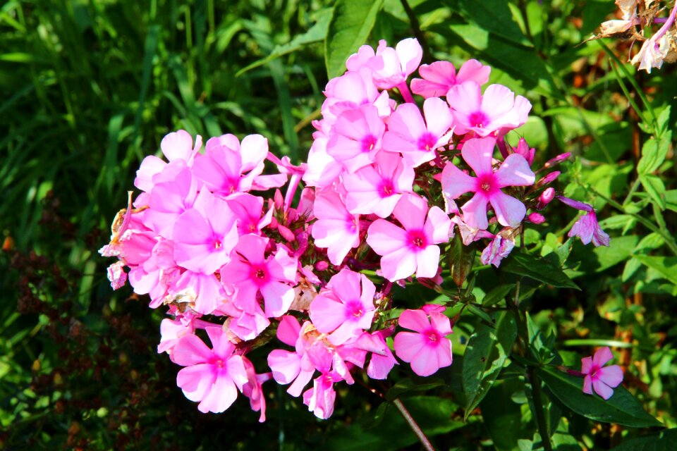 Blossom bloom pink