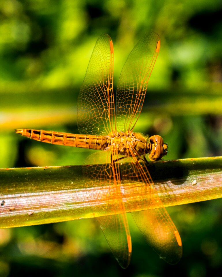 Close up wing chitin