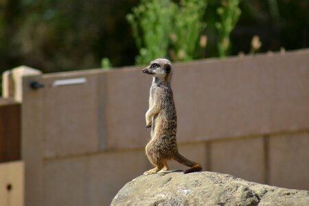 African mammal mongoose family photo