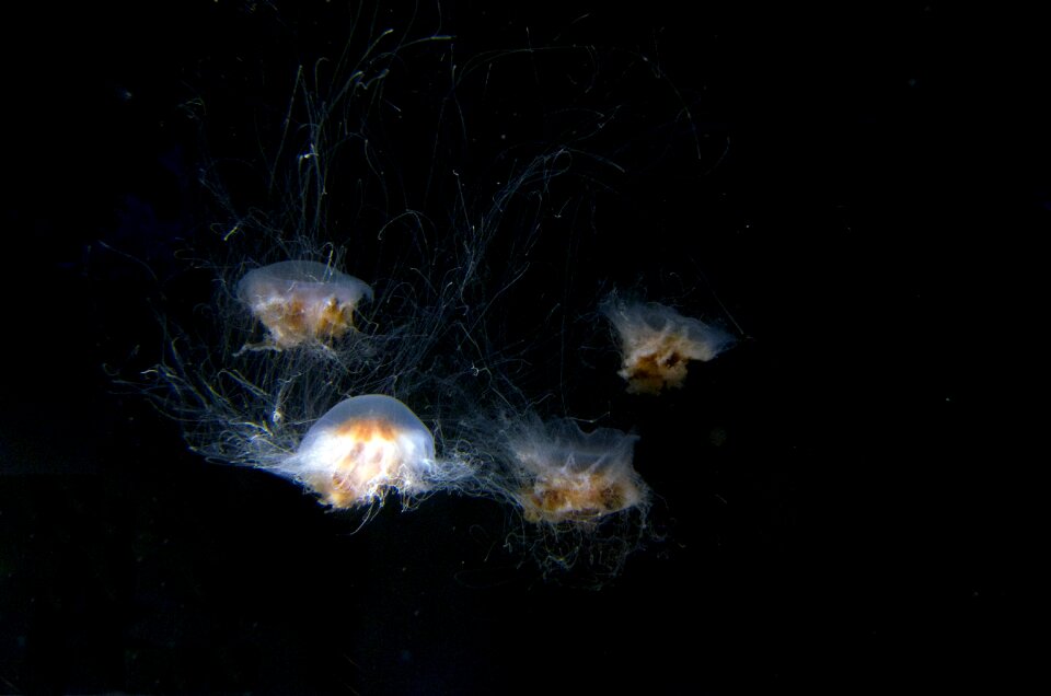 Peaceful sea life jellies