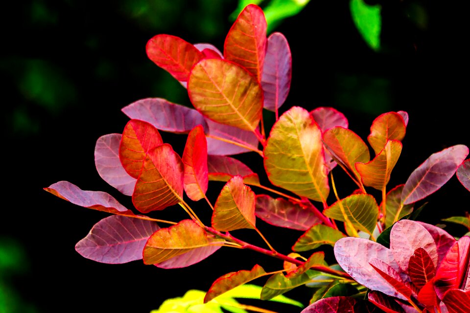 Branches nature new growth