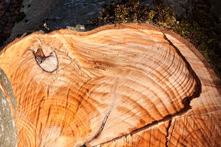 Traces chainsaw eye