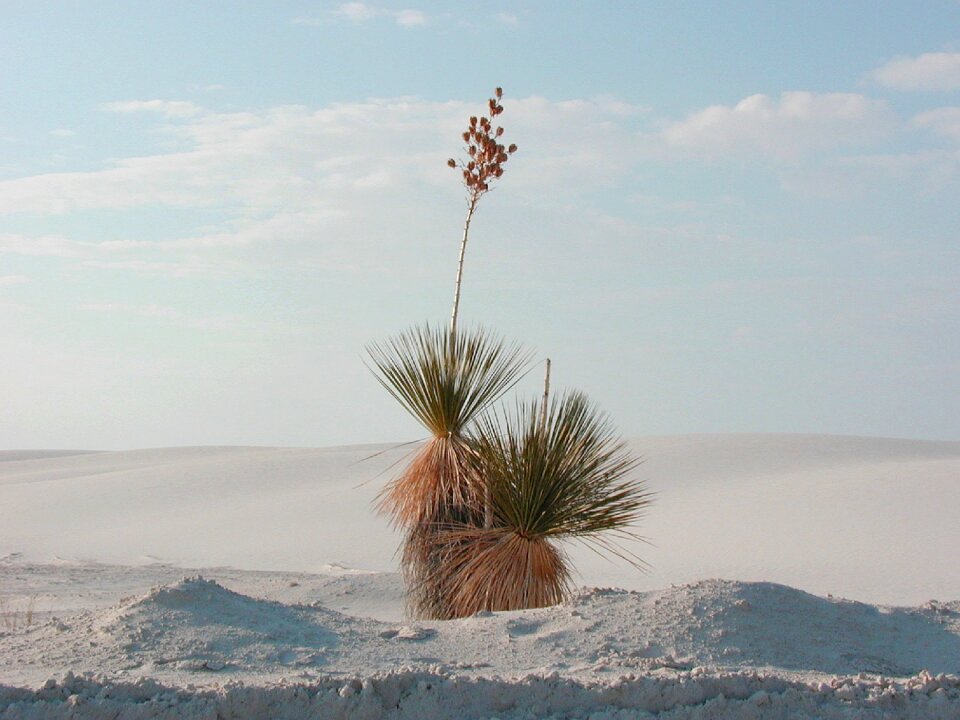 White sands desert grass plant