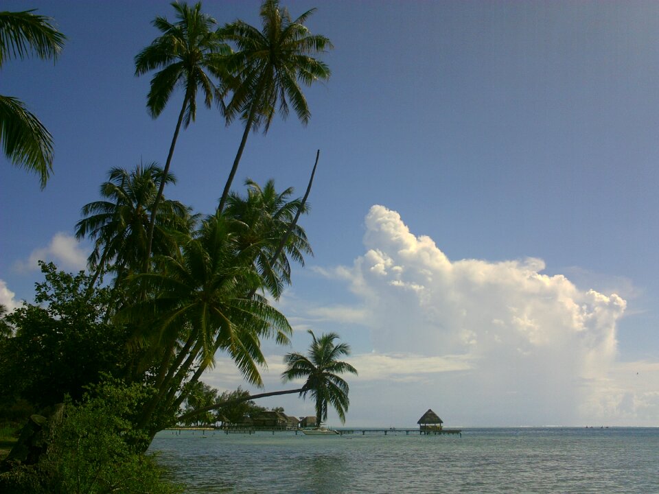 Coconut lagoon polynesia