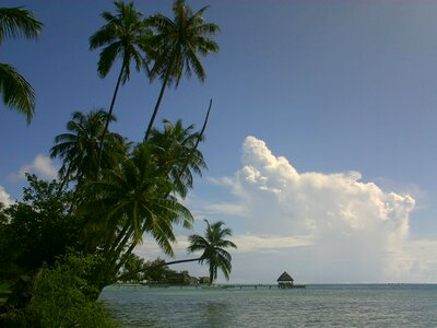 Coconut lagoon polynesia