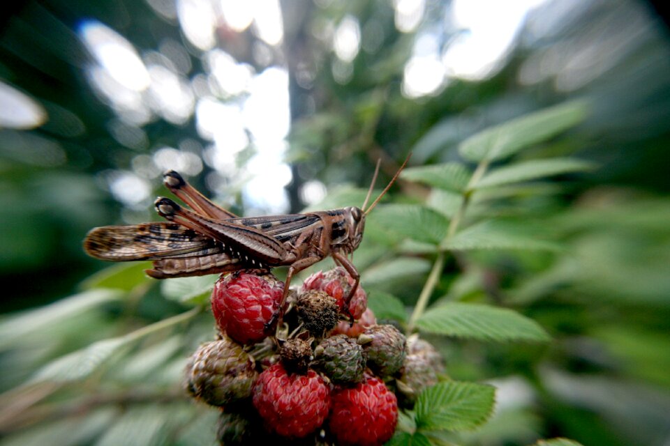 Grasshopper insect lobster