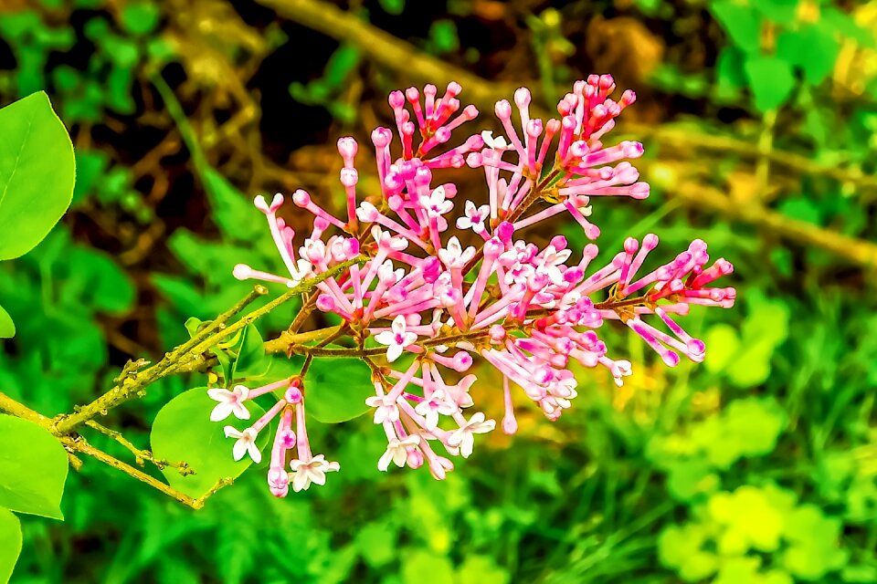 Nature colorful spring