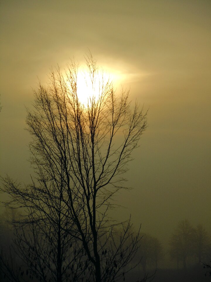 Backlighting trees silhouettes photo