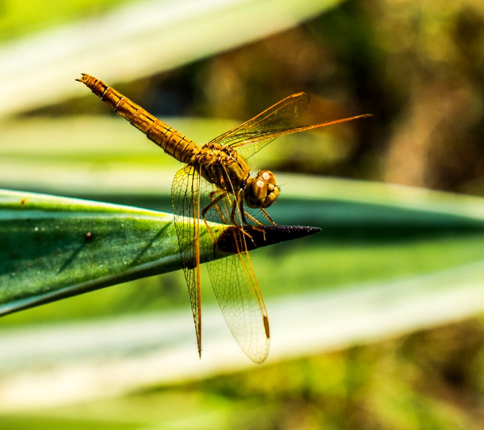 Close up wing chitin