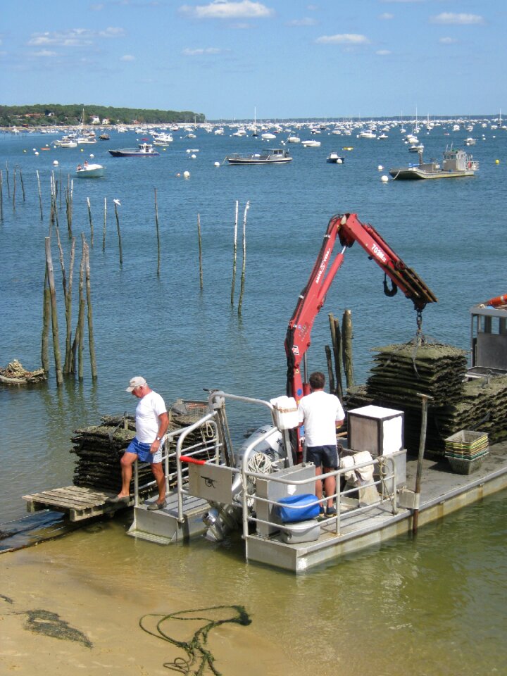 Artisan seafood arcachon basin