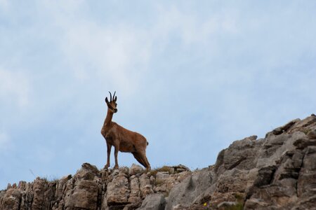 Pyrénées mountain animal