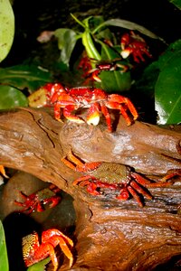 Crab crustacean animal