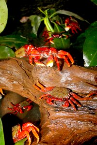 Crab crustacean animal photo