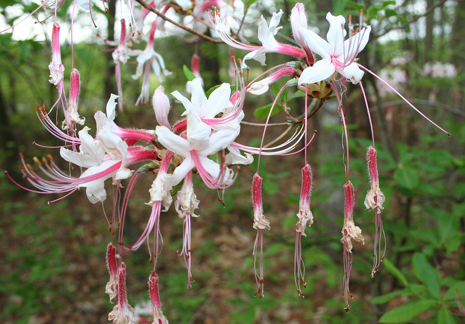 Blossom bloom petals