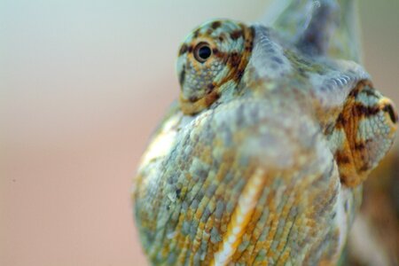 Yemen chameleon lizard close up