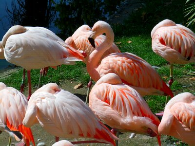 Birds pink sleep