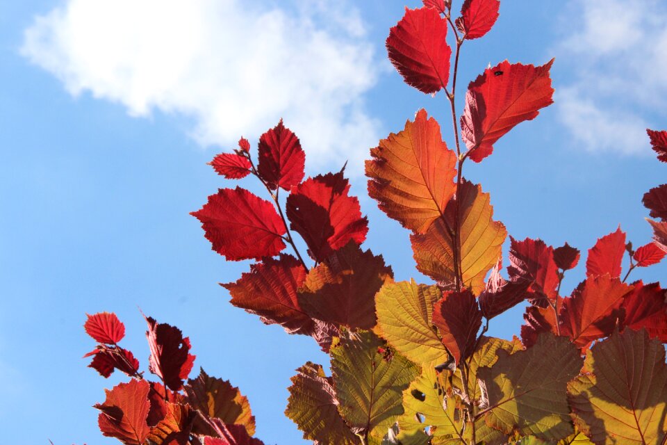 Golden autumn leaves red photo