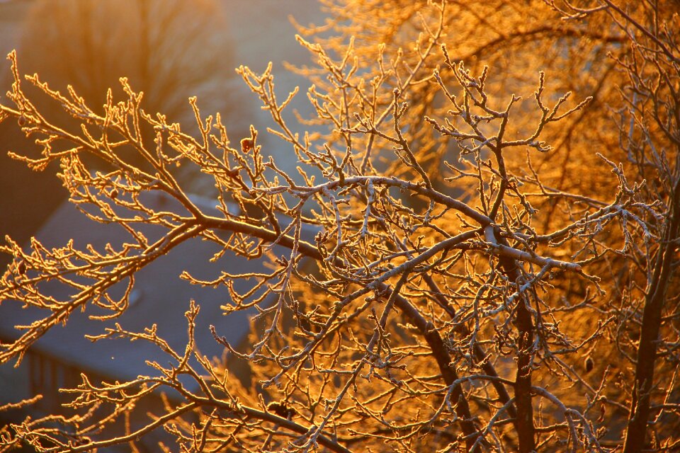 Autumn aesthetic tree