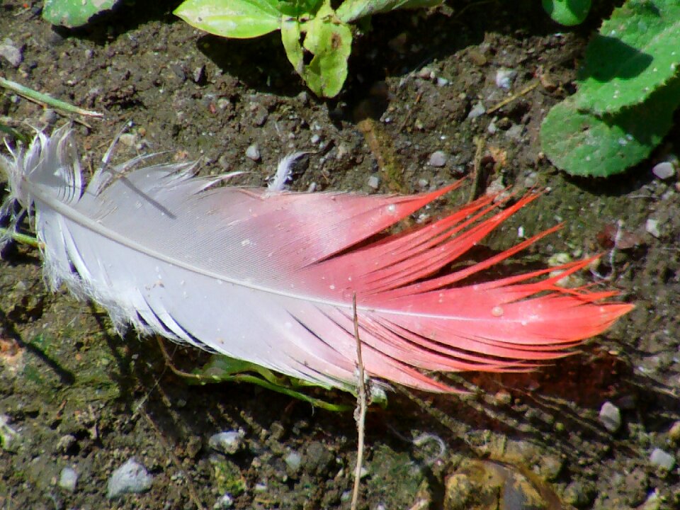 Feather pink plumage