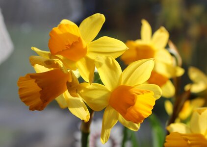 Osterglocken spring flowers photo