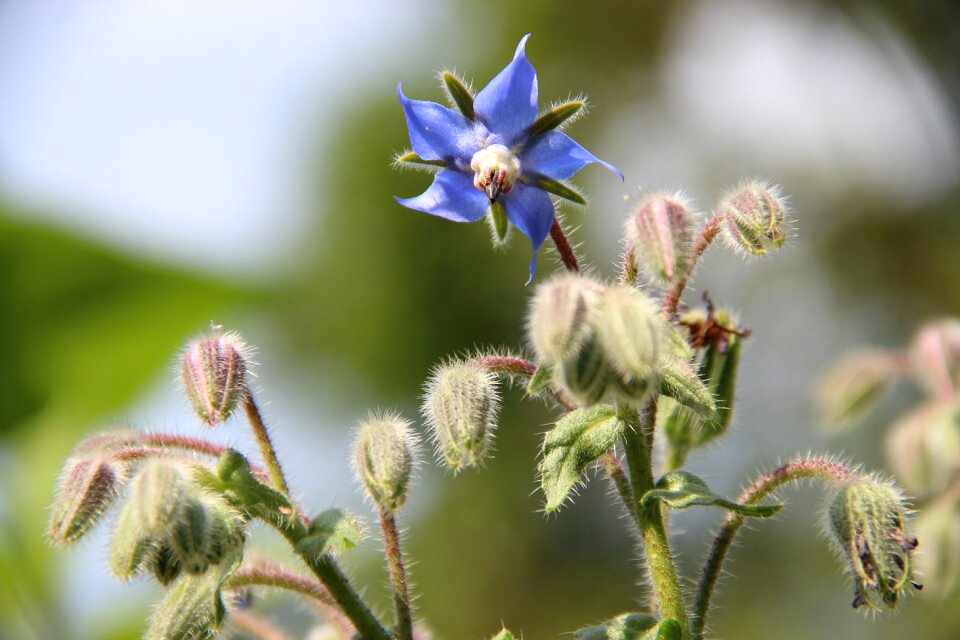 Blue bud garden