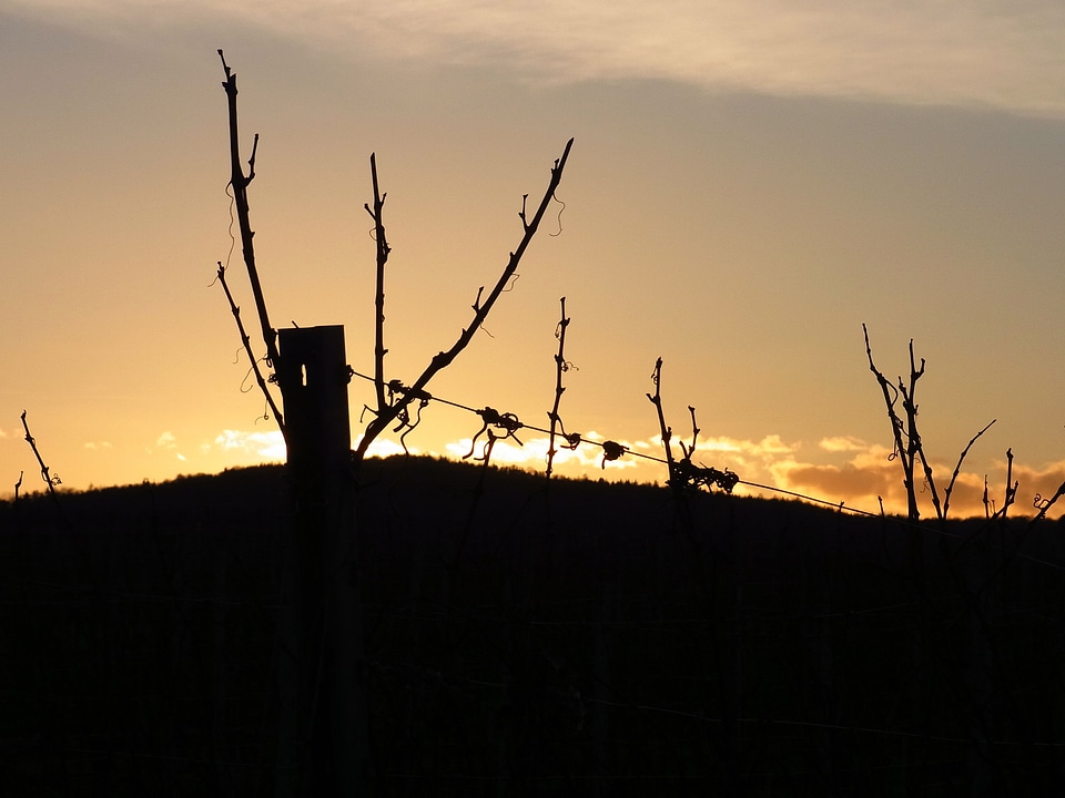 Evening vineyard nature