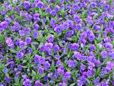 Flower pansy purple photo