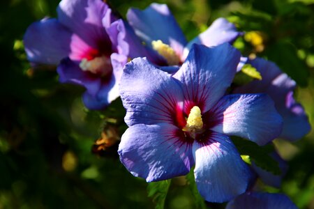 Garden blua purple photo