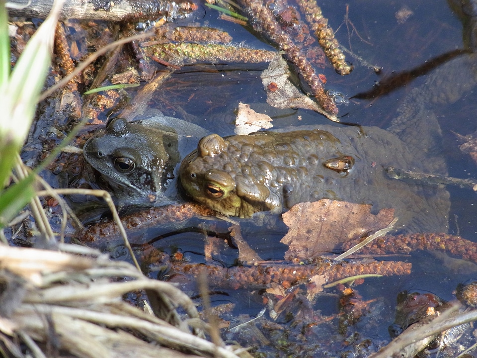 Water animals nature