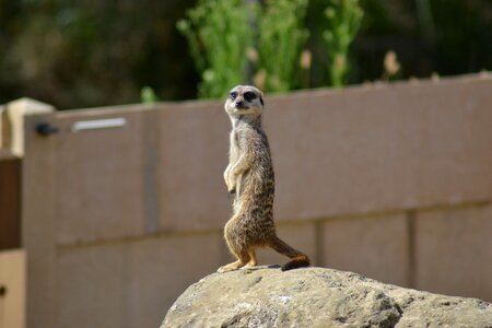 African mammal mongoose family photo