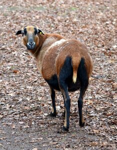 Goats similar knuffig goat