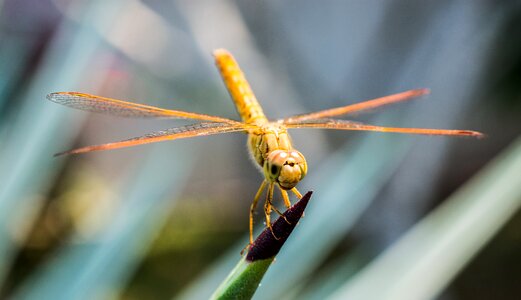 Close up wing chitin