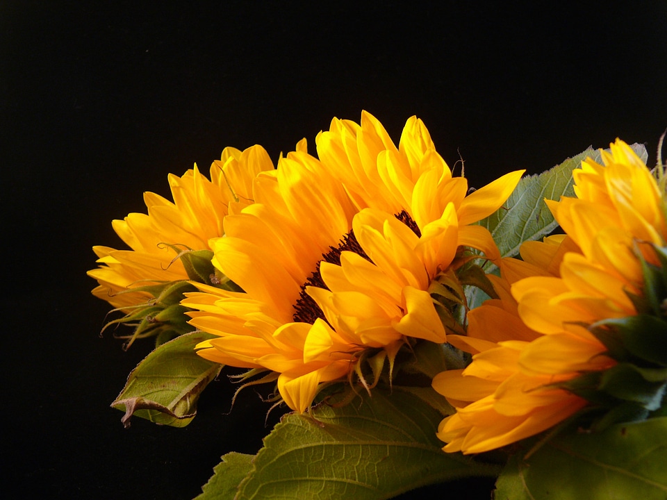 Black flower flora photo