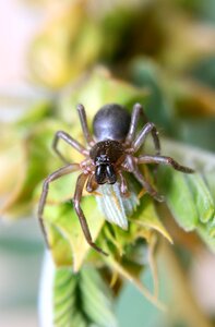 Spider arachnid predator